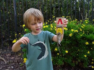 Dallas rodent trapping