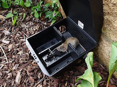 rodent trapping